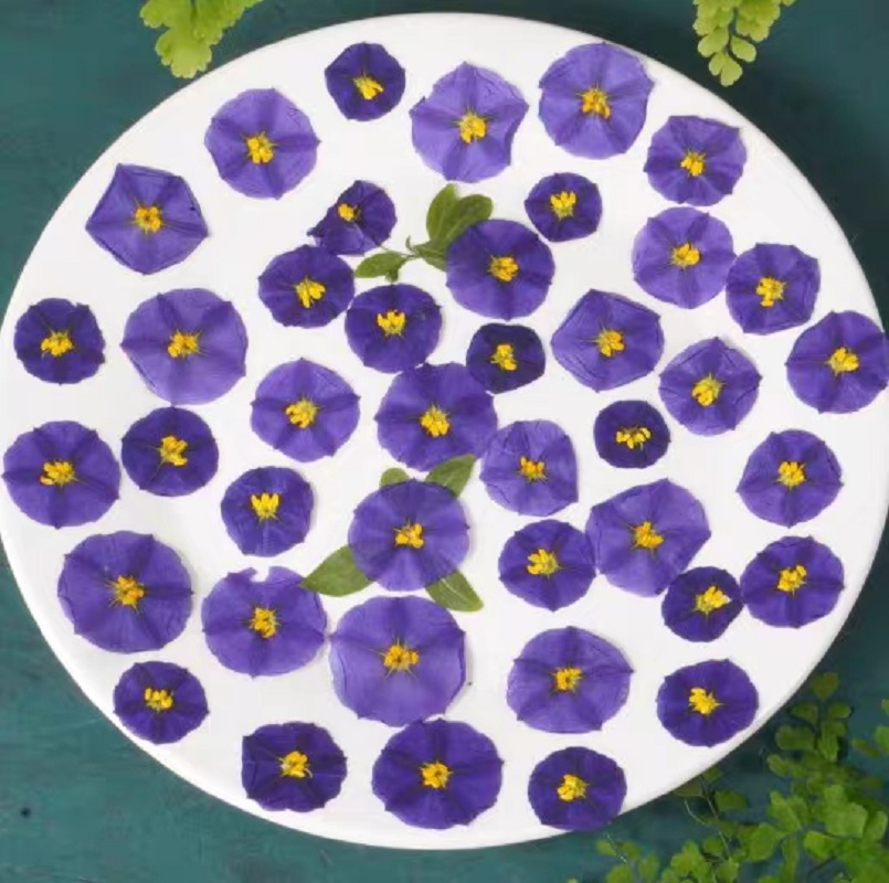 100pcs Pressed Dried Lycianthe - Dried Flower Bookmark recension och pris